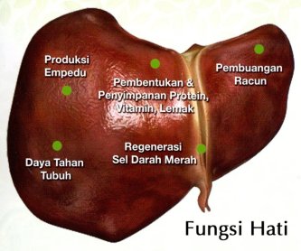 fungsi organ hati
